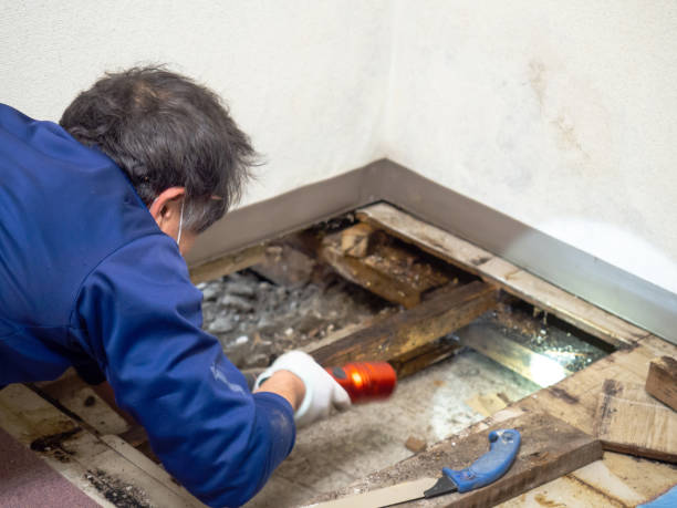 Best Health and Safety Mold Remediation in Ingalls Park, IL