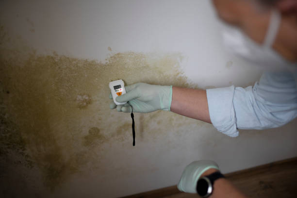 Best White Mold Remediation in Ingalls Park, IL