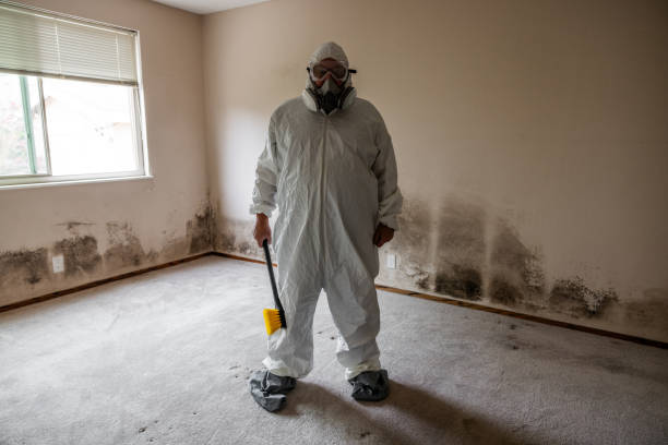 Reliable Ingalls Park, IL Mold Remediation Solutions