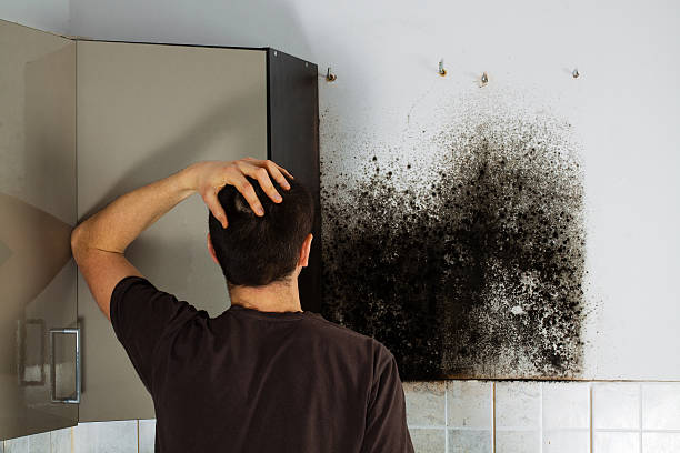 Best Attic Mold Remediation in Ingalls Park, IL