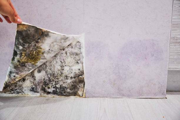 Best Localized Mold Remediation (e.g., coastal areas, humid climates) in Ingalls Park, IL
